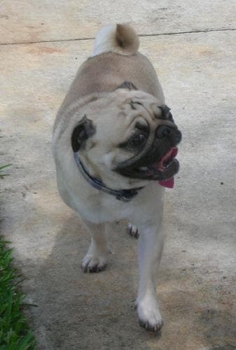 Pug yavrusu 1