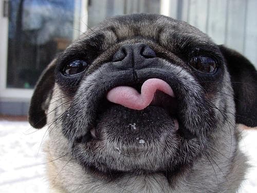 Pug yavrusu 1