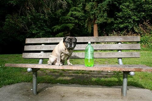 Pug yavrusu 1