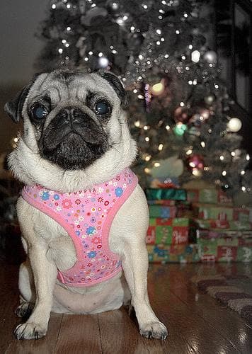 Pug yavrusu 1