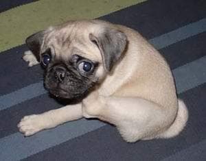 Pug yavrusu 1