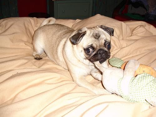 Pug yavrusu 1