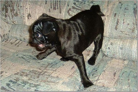 Pug yavrusu 1