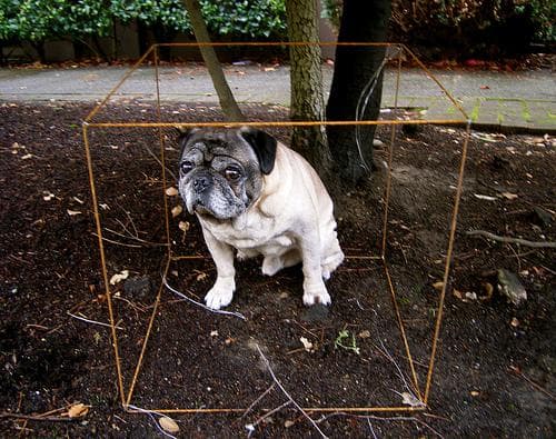 Pug yavrusu 1