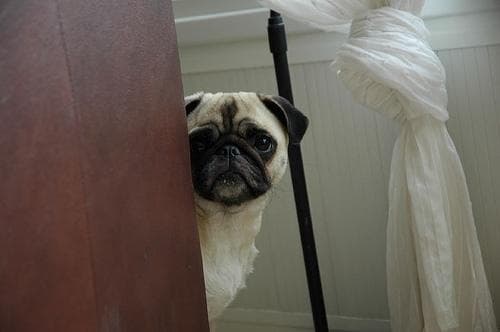 Pug yavrusu 1