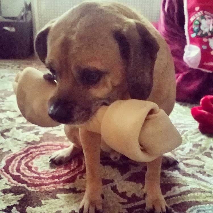 Pug yavrusu 1