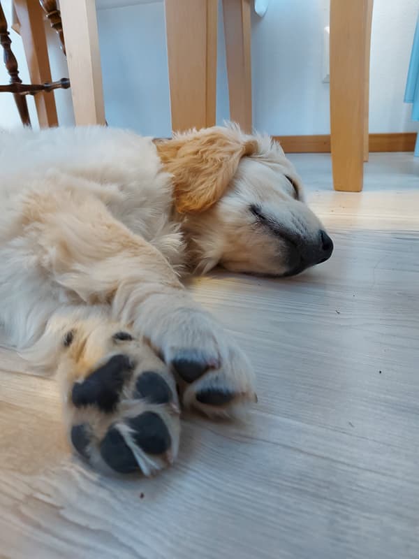 Golden Retriever yavrusu 1