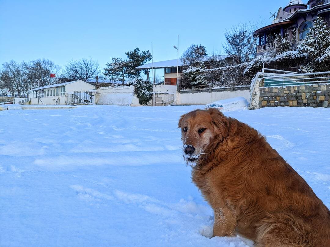 Golden Retriever yavrusu 1
