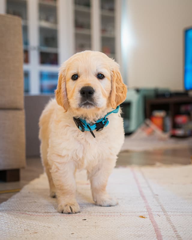 Golden Retriever yavrusu 1