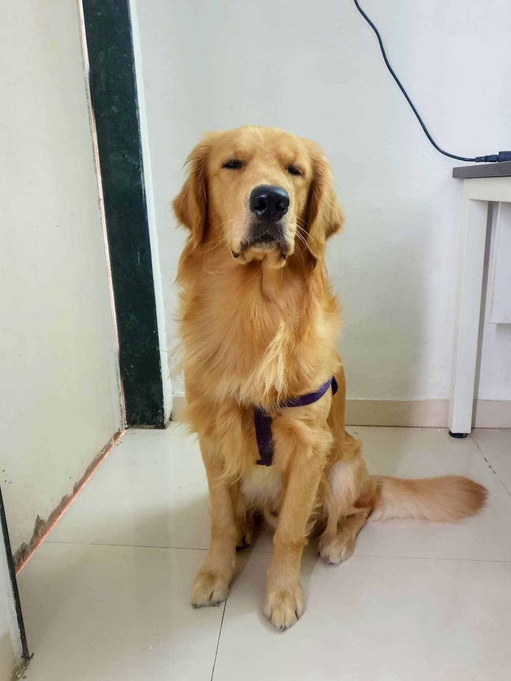 Golden Retriever yavrusu 1