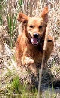 Golden Retriever yavrusu 1