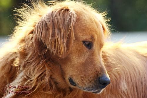 Golden Retriever yavrusu 1