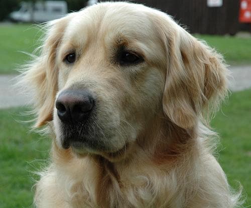 Golden Retriever yavrusu 1