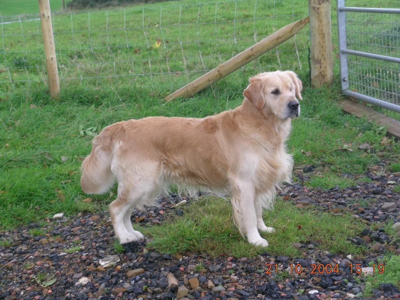 Golden Retriever yavrusu 1