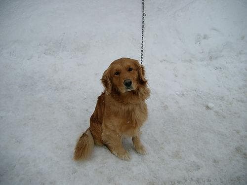 Golden Retriever yavrusu 1