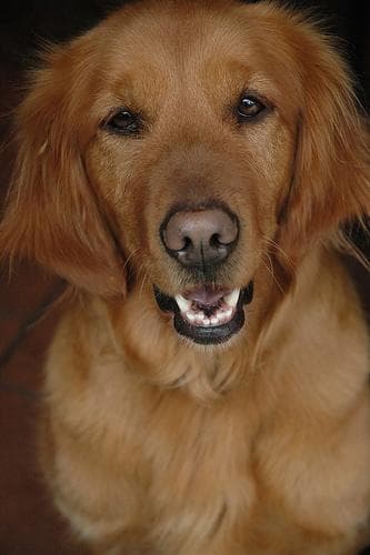 Golden Retriever yavrusu 1