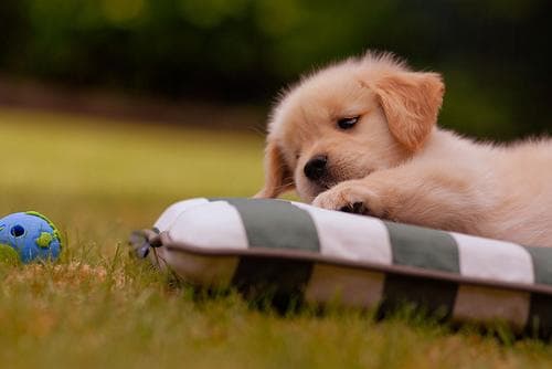 Golden Retriever yavrusu 1