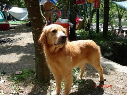 Golden Retriever yavrusu 1