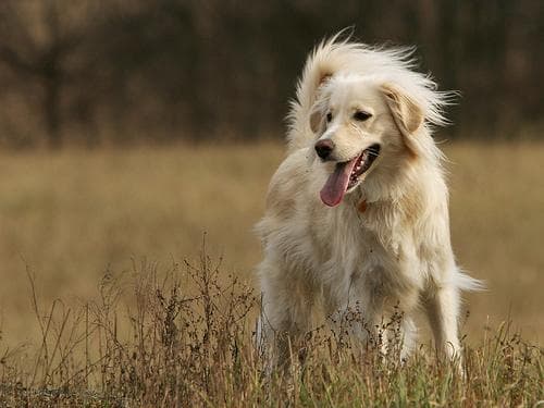 Golden Retriever yavrusu 1