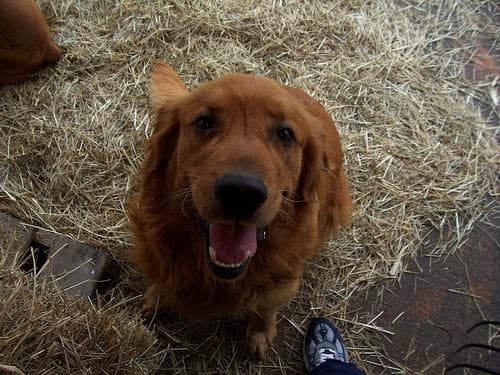 Golden Retriever yavrusu 1
