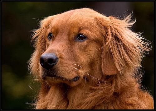 Golden Retriever yavrusu 1