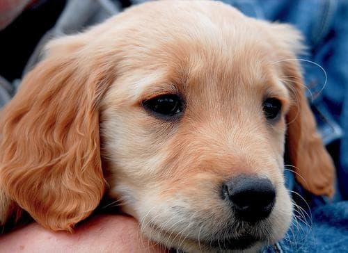 Golden Retriever yavrusu 1