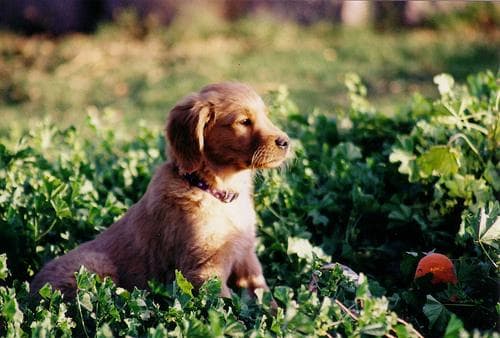 Golden Retriever yavrusu 1