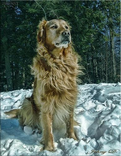 Golden Retriever yavrusu 1