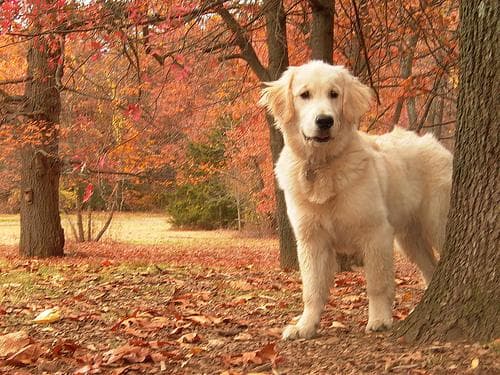 Golden Retriever yavrusu 1