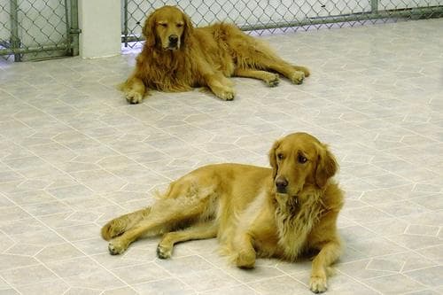 Golden Retriever yavrusu 1