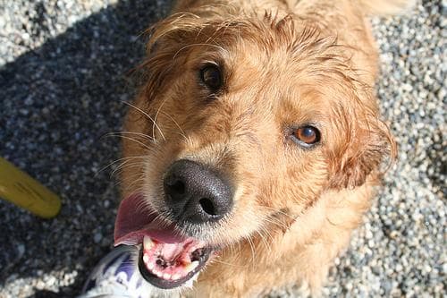 Golden Retriever yavrusu 1