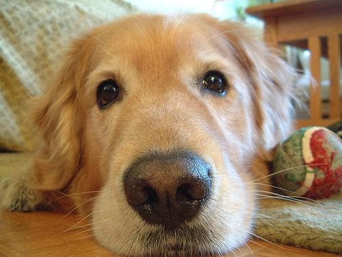 Golden Retriever yavrusu 1