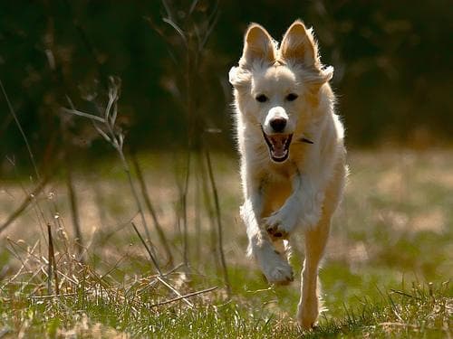 Golden Retriever yavrusu 1