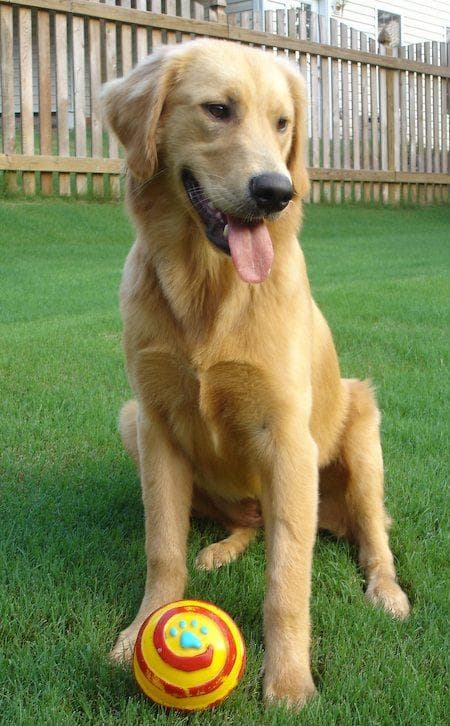 Golden Retriever yavrusu 1
