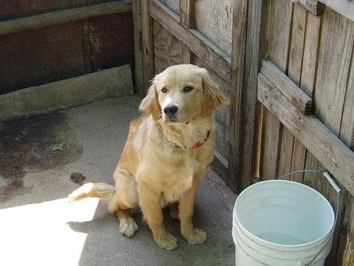 Golden Retriever yavrusu 1
