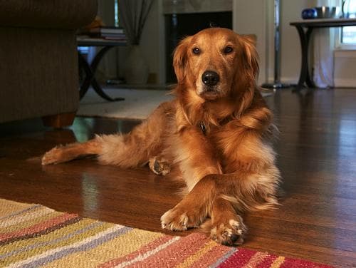 Golden Retriever yavrusu 1