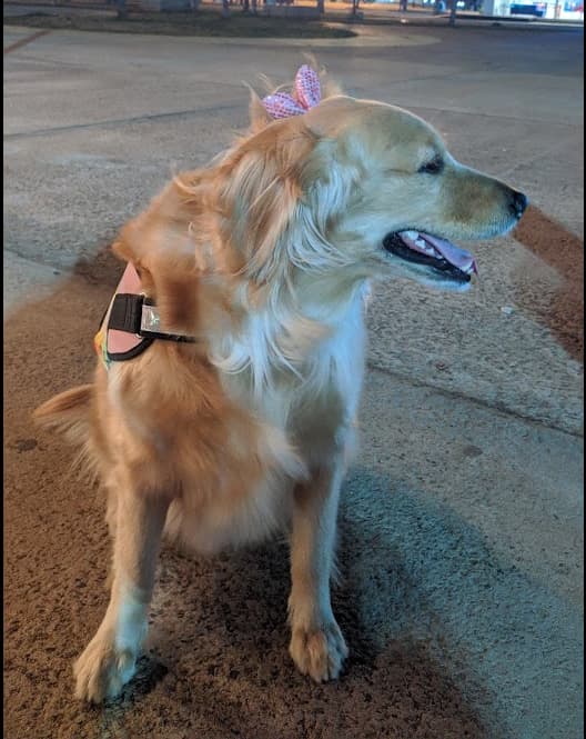Golden Retriever yavrusu 1