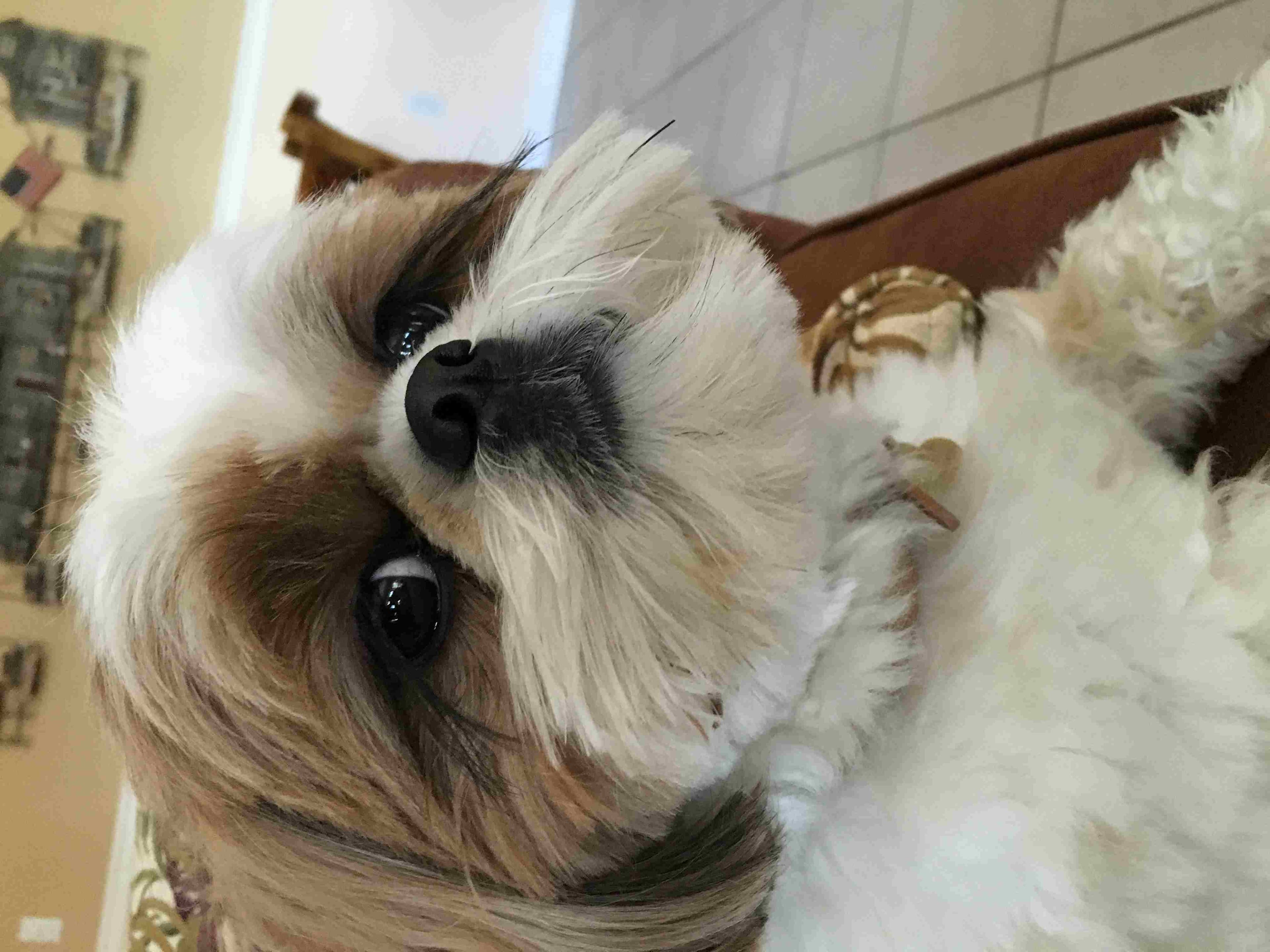 Shih Tzu