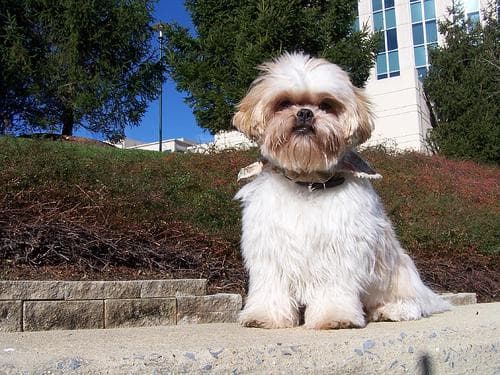 Shih Tzu yavrusu 1