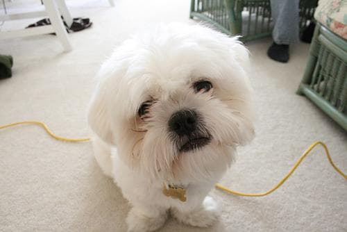 Shih Tzu yavrusu 1