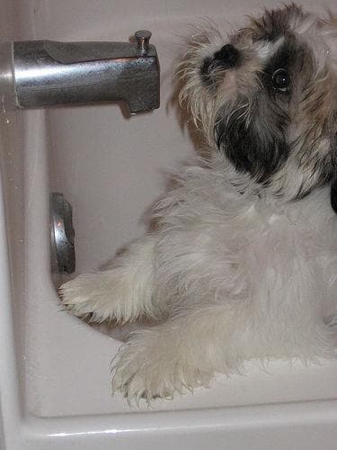 Shih Tzu yavrusu 1