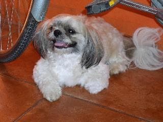 Shih Tzu yavrusu 1