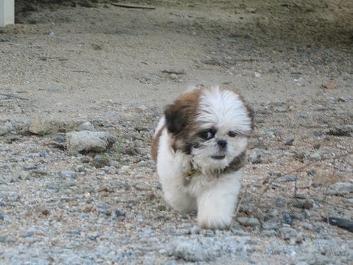Shih Tzu yavrusu 1