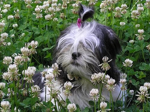 Shih Tzu yavrusu 1