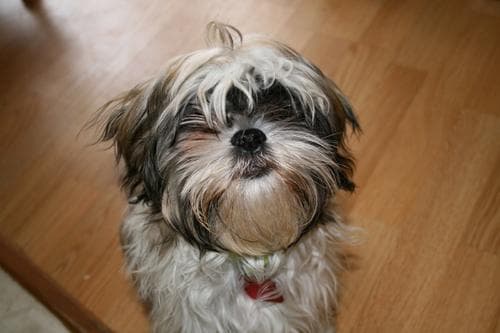 Shih Tzu yavrusu 1