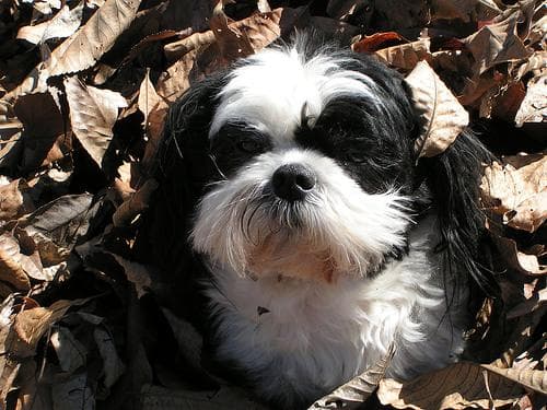 Shih Tzu yavrusu 1
