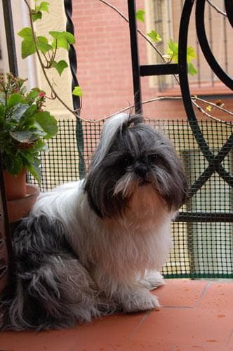 Shih Tzu yavrusu 1
