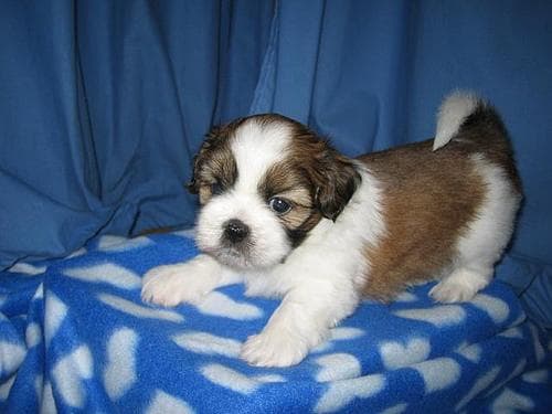 Shih Tzu yavrusu 1