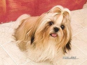 Shih Tzu yavrusu 1