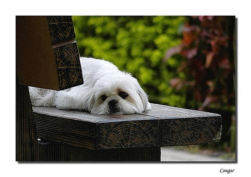 Shih Tzu yavrusu 1